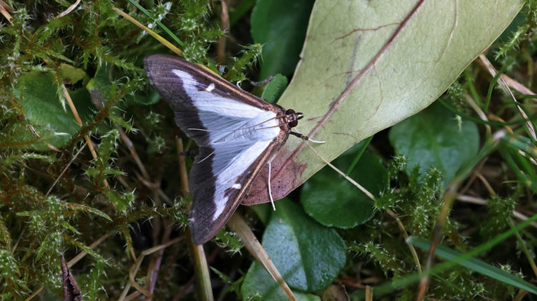 The rapidly-spreading moth that's killing your boxwood trees and what ...