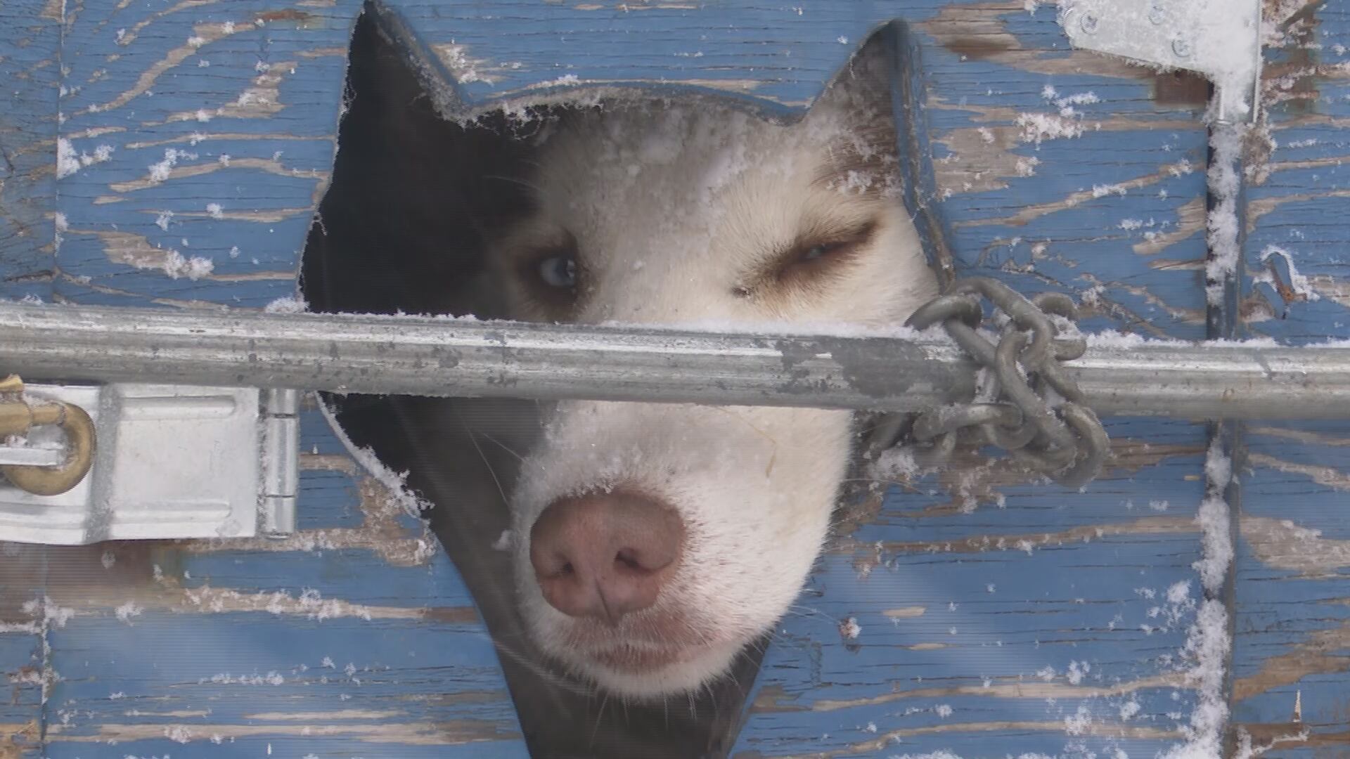 Annual dog sled race prepares for first-ever livestream coverage, sets ...