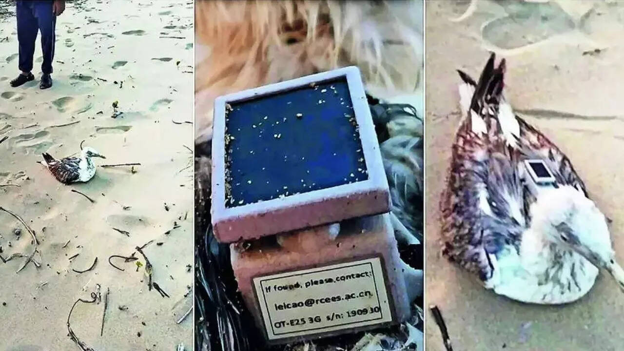 Flying spy? Seagull with made in China GPS tracker found on Karnataka ...