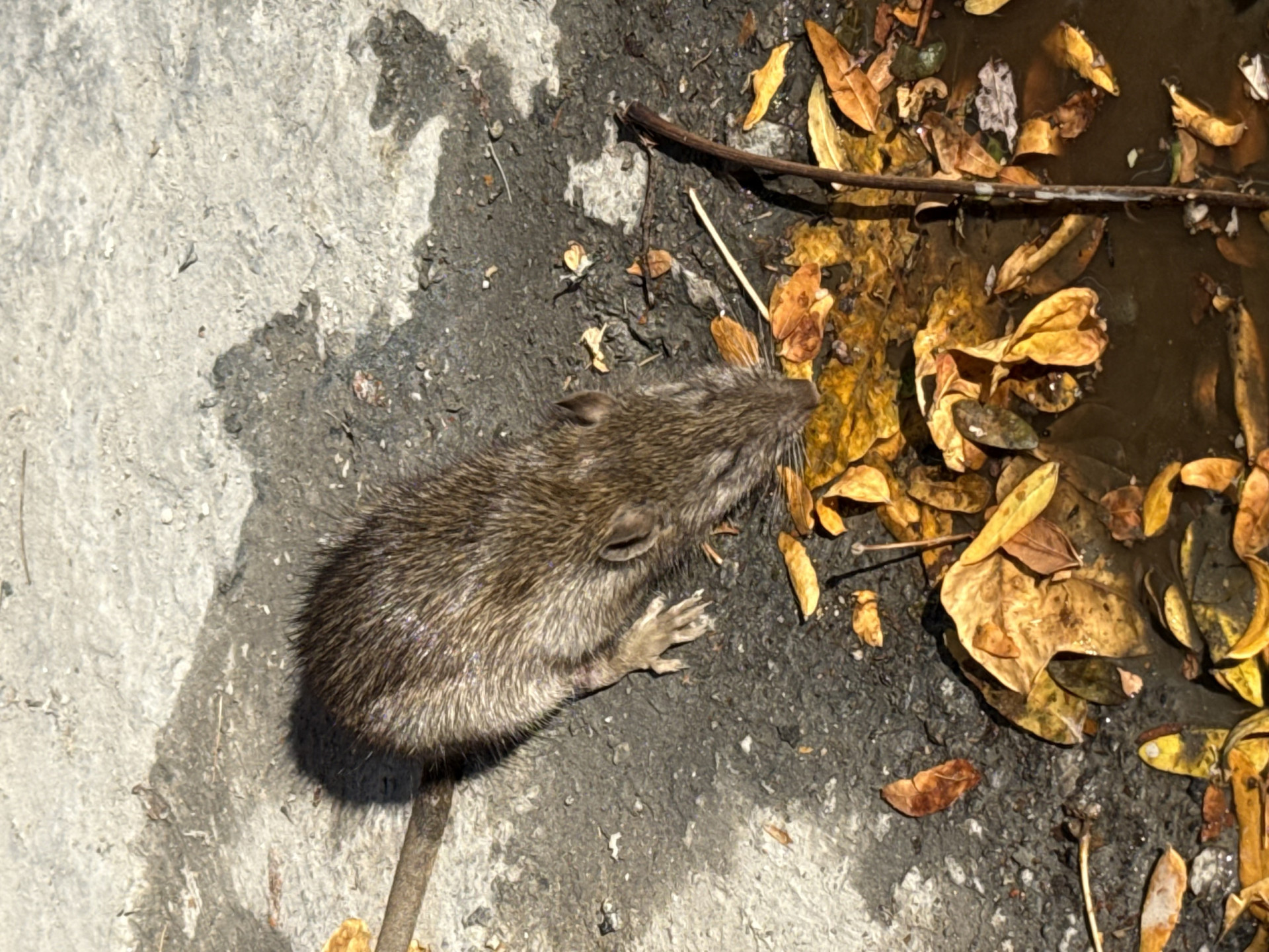 The most rat-infested countries in the world