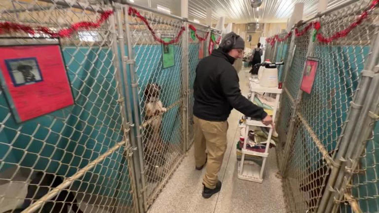 Trumbull County humane society 'overwhelmed' with 120 dogs in 57-dog ...