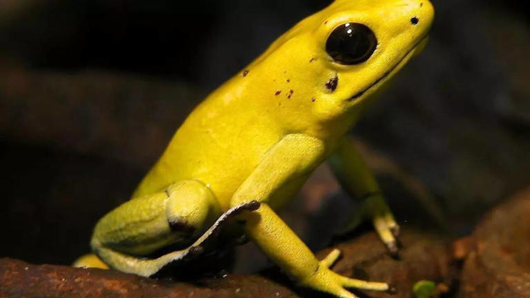 Animals that look like they are made of gold: Discover 10 golden ...