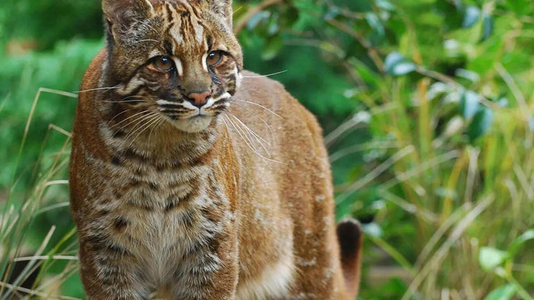 Animals that look like they are made of gold: Discover 10 golden ...