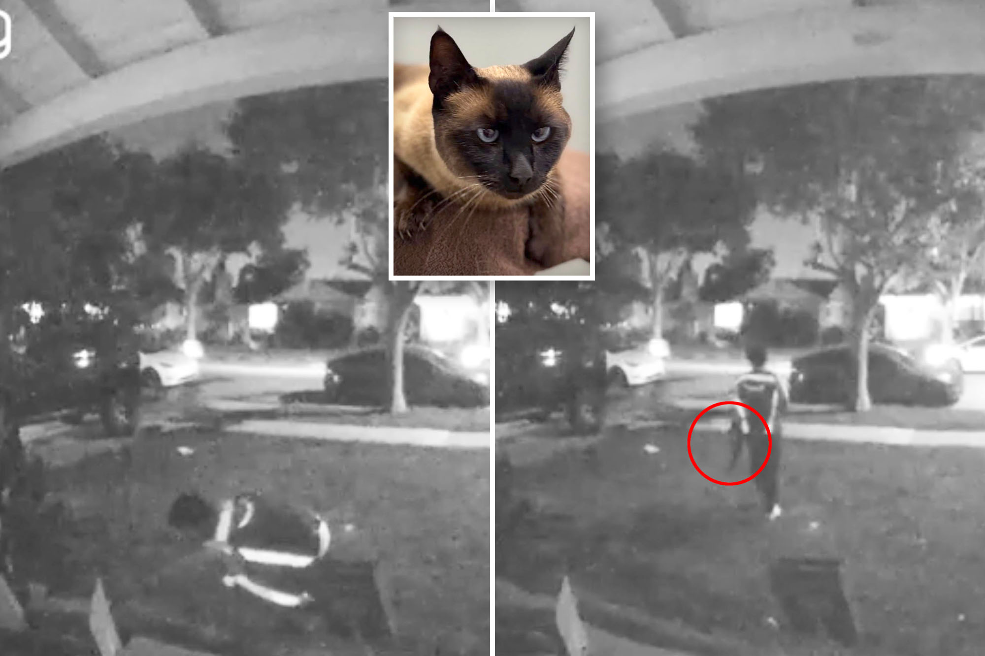 Amazon driver caught on camera stealing cat after dropping off package