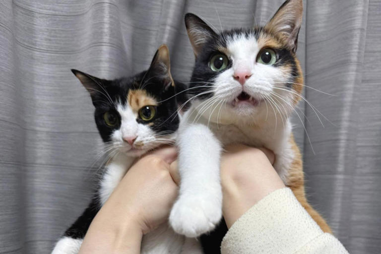 本当の姉妹のような「保護猫2匹」→思わず吹き出してしまう行動