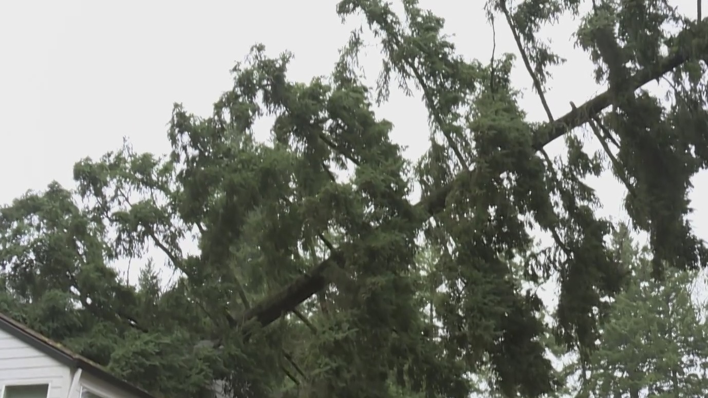 Photos: Damage lingers after overnight windstorm topples trees, power lines