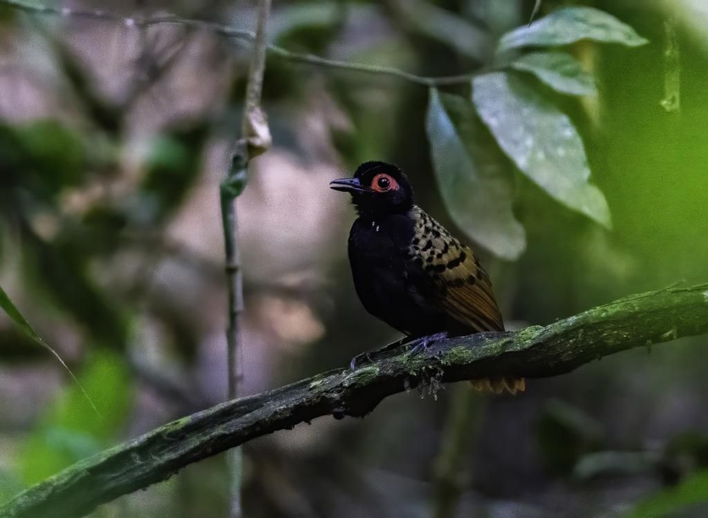 5 Fakta Menarik Phlegopsis nigromaculata, Burung Pengikut Semut Amazon