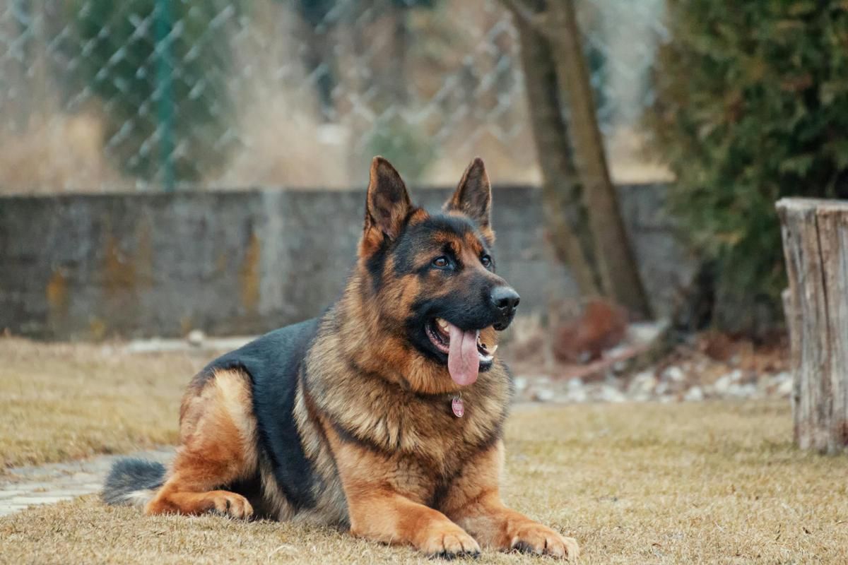 4 Fakta Menarik tentang German Shepherd, Anjing Gembala Handal