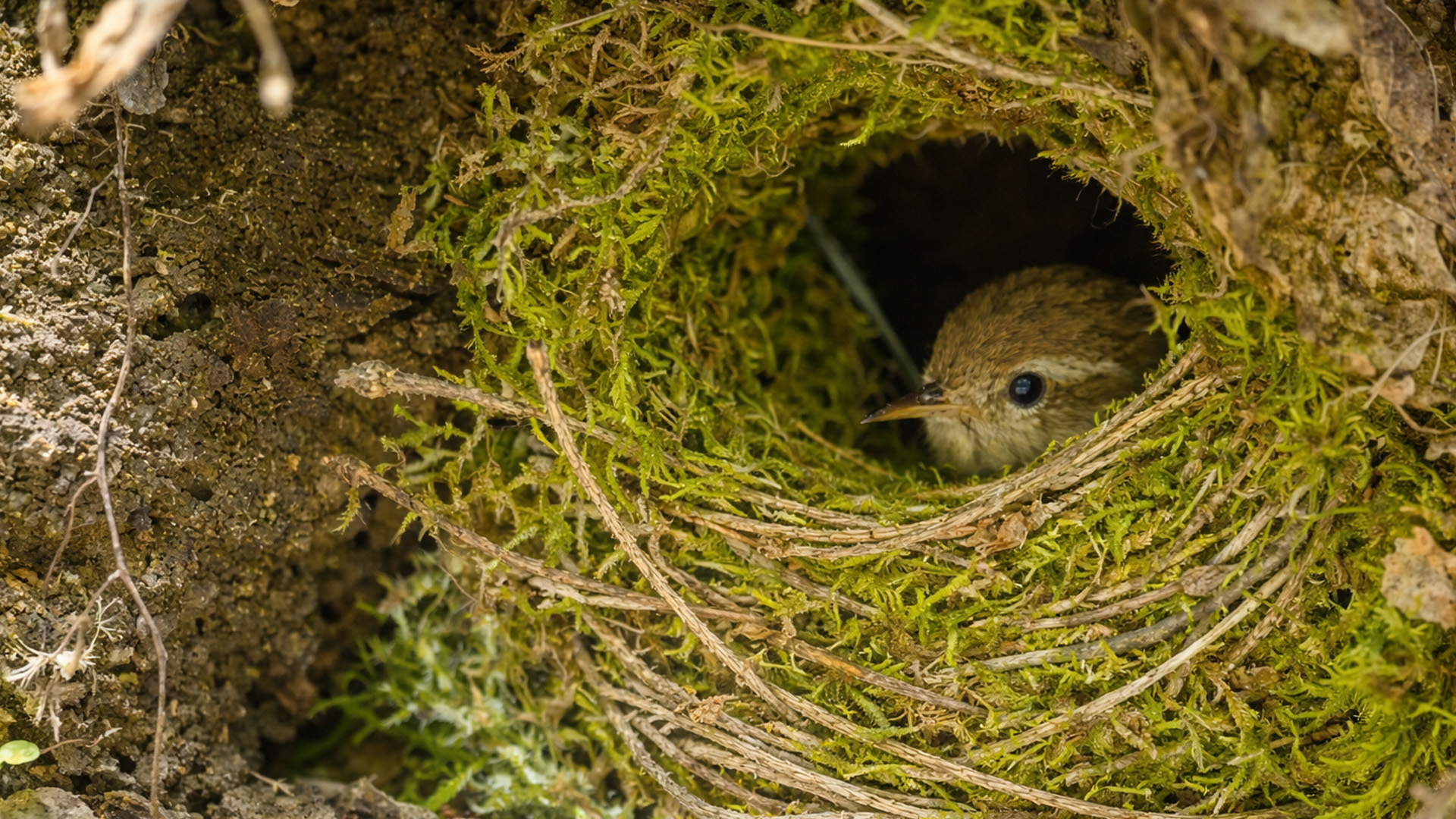 Un petit oiseau observe depuis son nid couvert de mousse