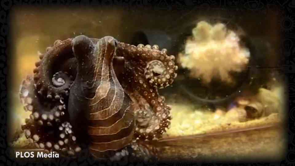 The mind-bending tactics octopuses use to defeat locks, barriers, and ...