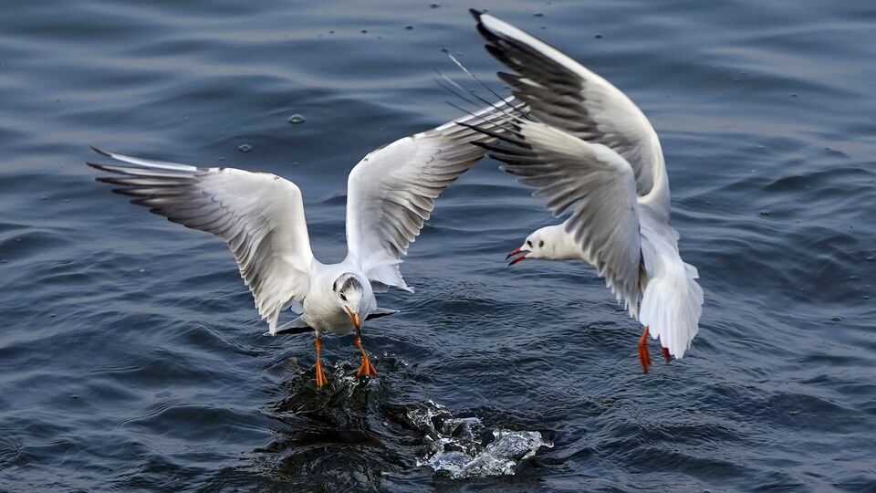 China spying? Seagull with Chinese GPS tracker found near Karwar Coast ...