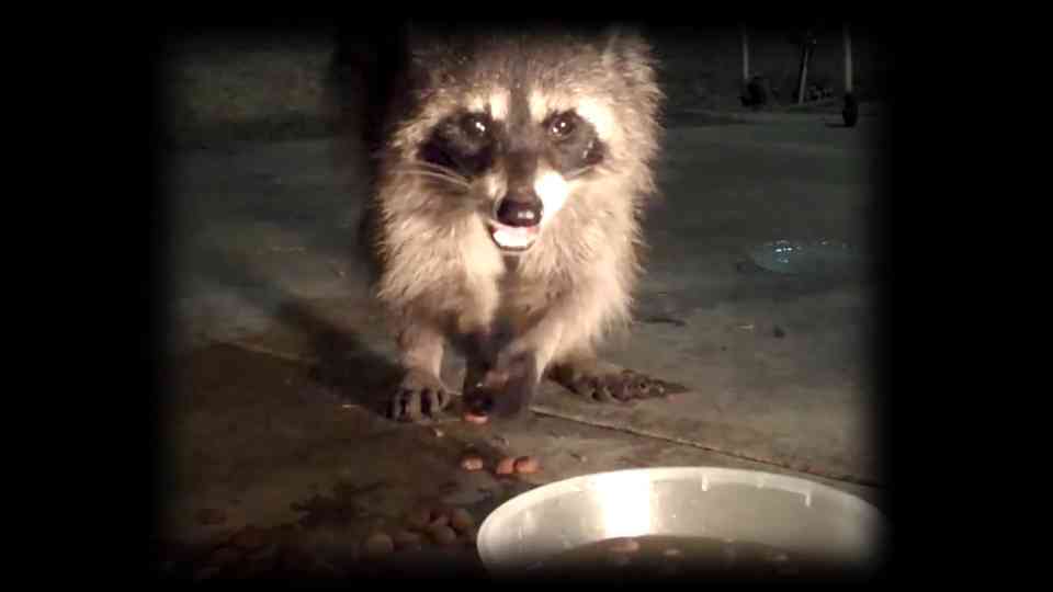 How a raccoon’s unexplained talent gives it total control in the dark