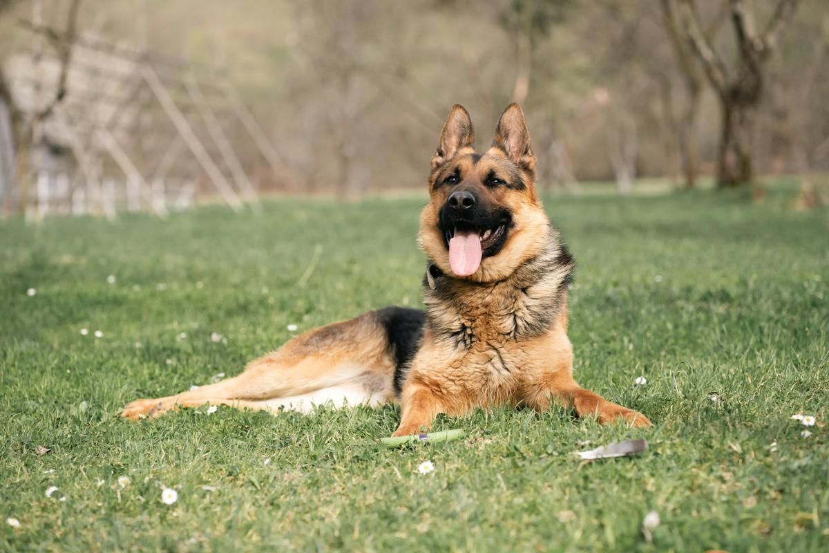 4 Fakta Menarik tentang German Shepherd, Anjing Gembala Handal
