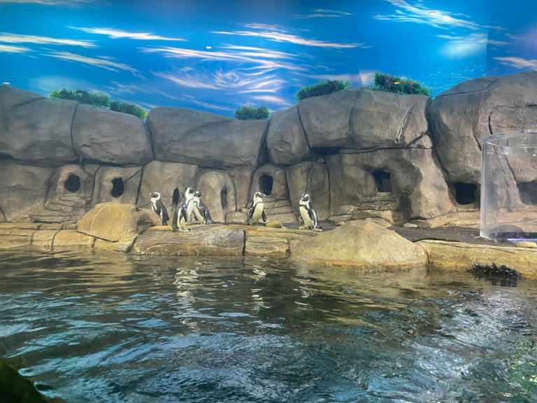 Ripley’s Aquarium pausing penguin events amid Horry County avian ...