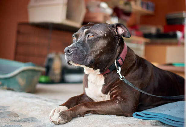 Pit bulls as therapy dogs: Can they really change lives?