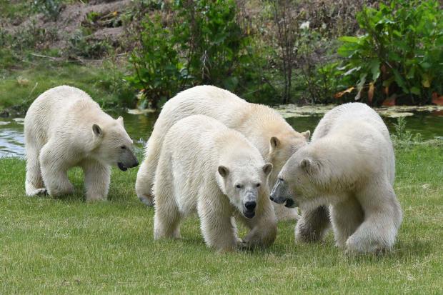 Polar bear arrives at Yorkshire Wildlife Park hoping to reunite with ...