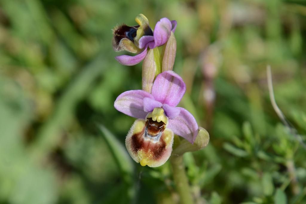 5 Fakta Menarik Ophrys Tenthredinifera, Anggrek Liar dengan Penyerbukan Unik