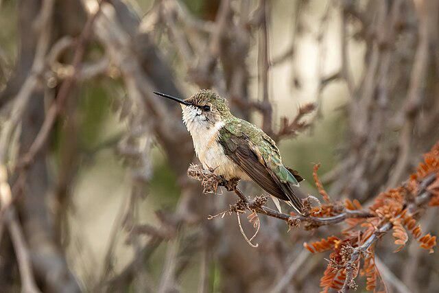 5 Fakta Menarik Burung Chilean Woodstar, Spesies Endemik yang Terancam Punah