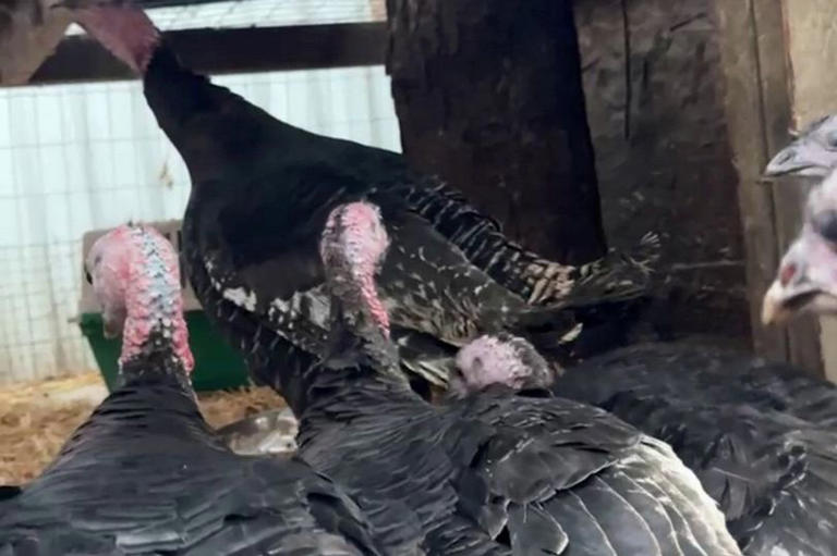 Meet the turkeys rescued from Christmas plates who love to be cuddled ...
