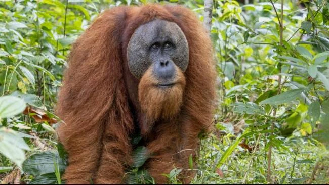 Thailand Kembalikan 4 Orang utan ke Indonesia, Kemlu: Komitmen Lindungi Keanekaragaman Hayati
