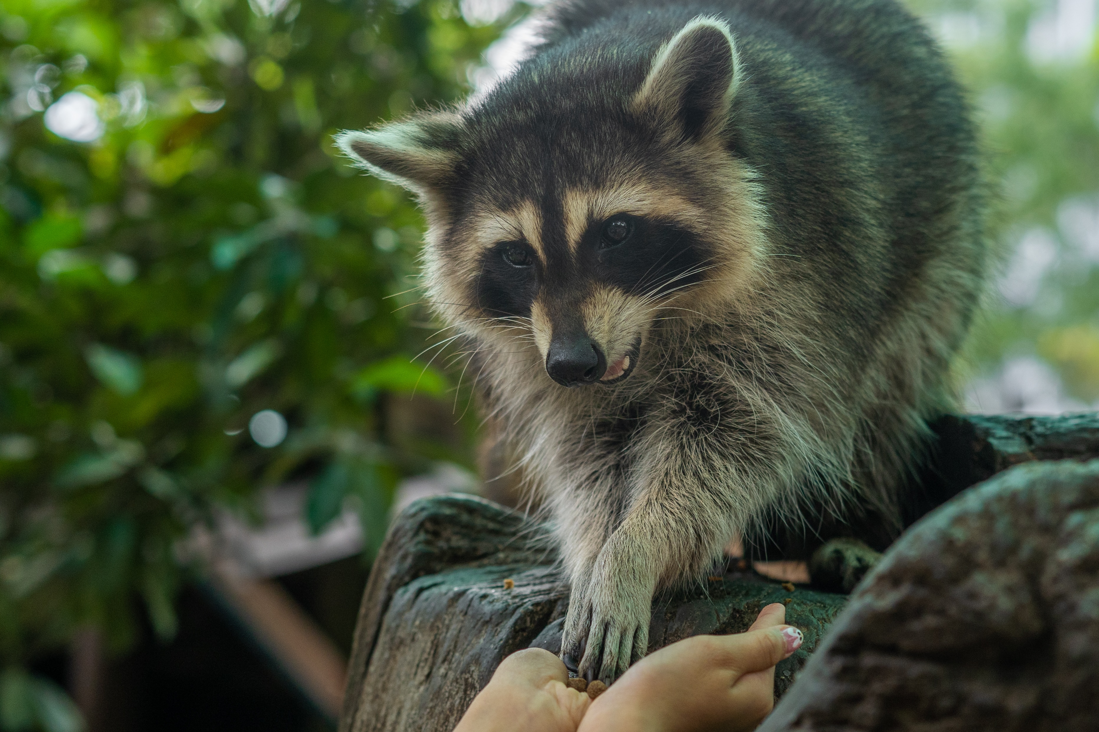 Raccoons are domesticating themselves, could be pets of the future