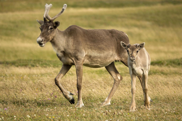 12 fun facts about reindeer that will surprise you