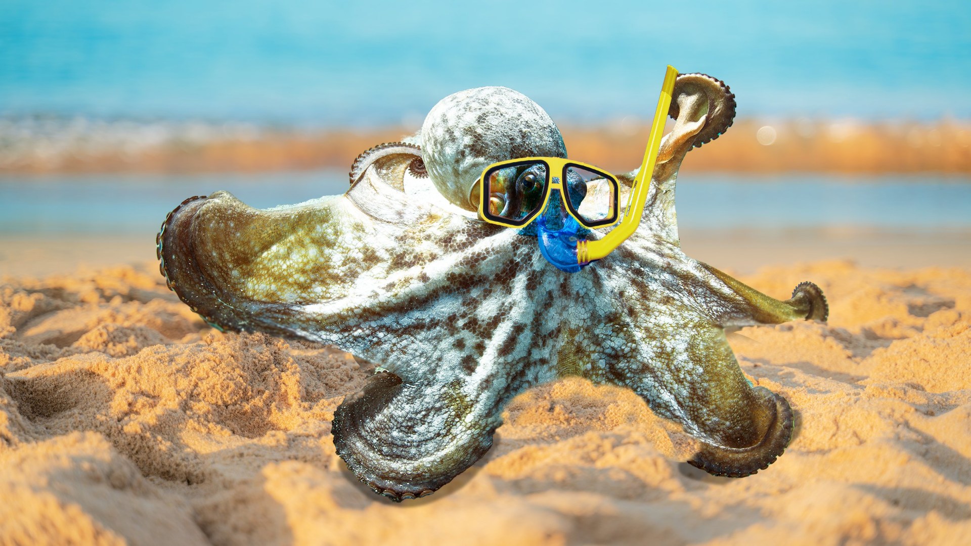 Could octopuses rule the world after humans?