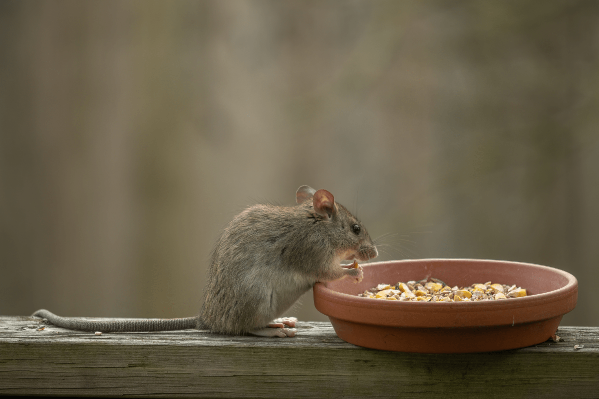 Forget traps, these plant oils will deter rats from ever entering your ...
