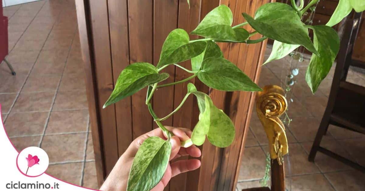 Accorciare il pothos sopra un nodo fa partire nuovi getti ma non ...