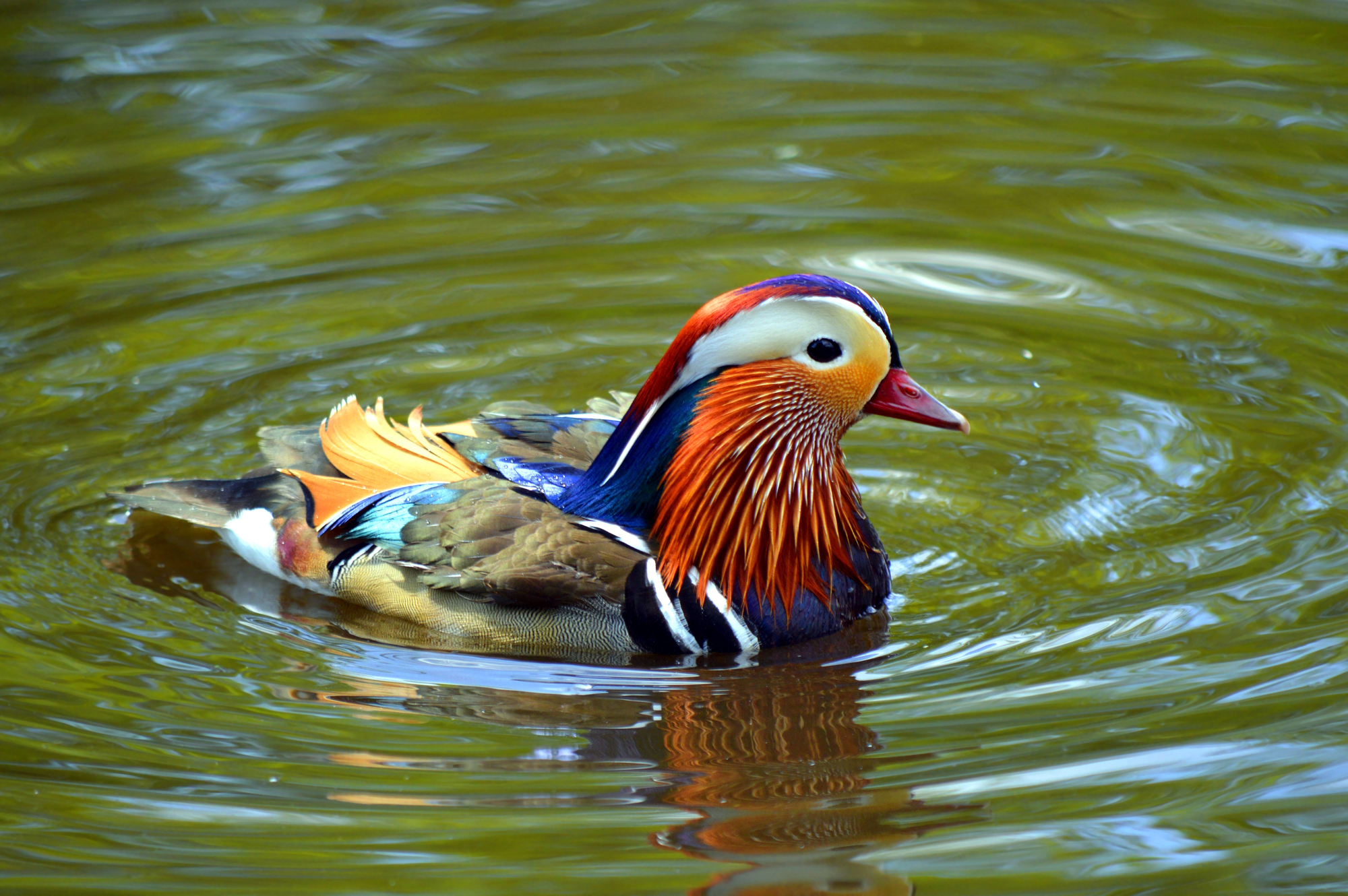 Picture of Most colorful bird species in the world
