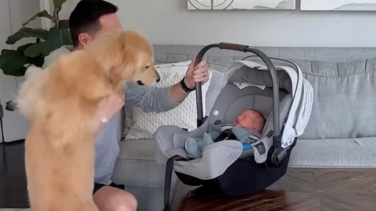 The first time my dogs met the baby