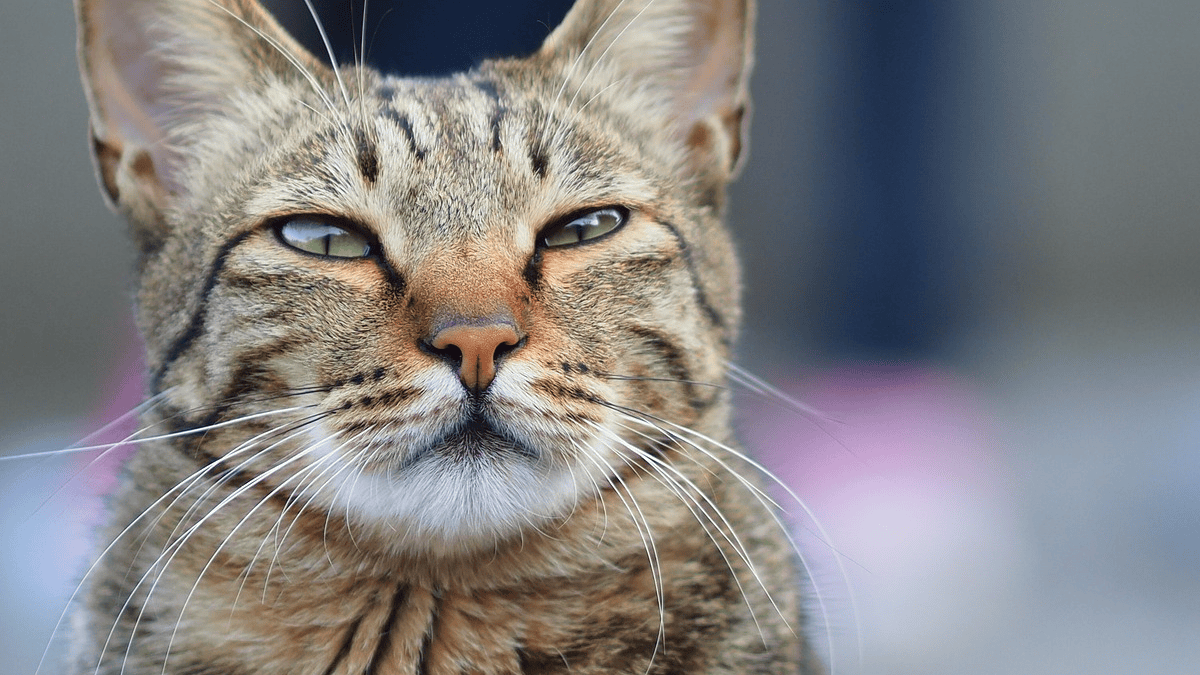 7 behaviors of a cat that is living its last days (it knows it will die ...