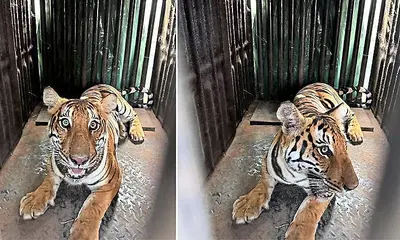 Female tiger trapped in forest department cage in Gundlupete