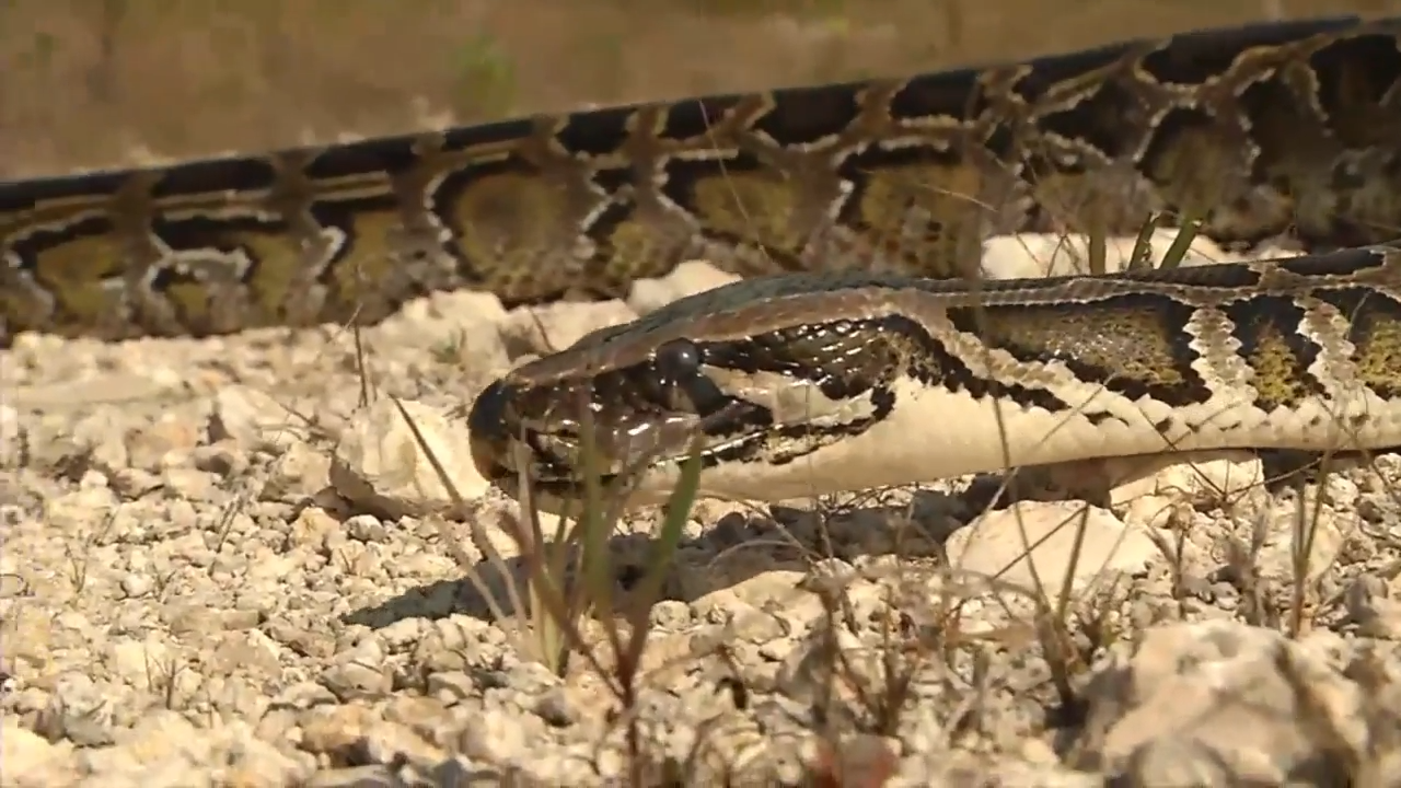 Why Burmese pythons are reshaping Florida’s ecosystem