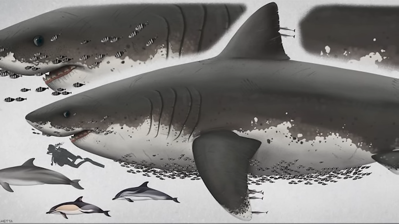 What exactly was megalodon?