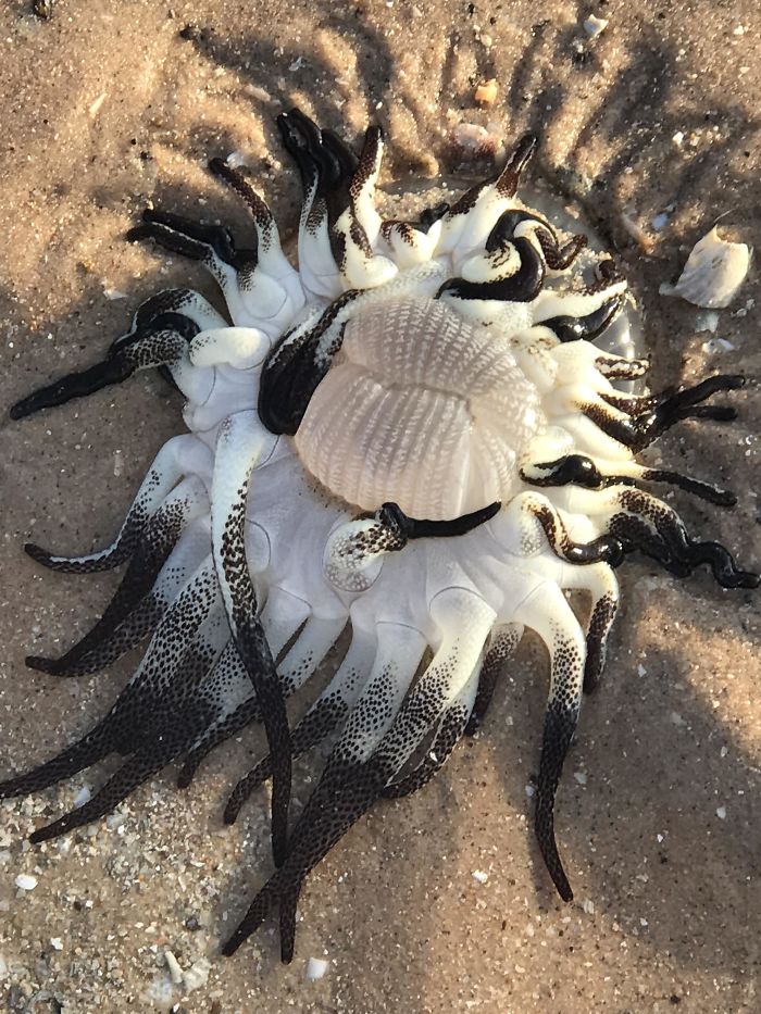 30 Times Nature Made Us Say “NOPE”