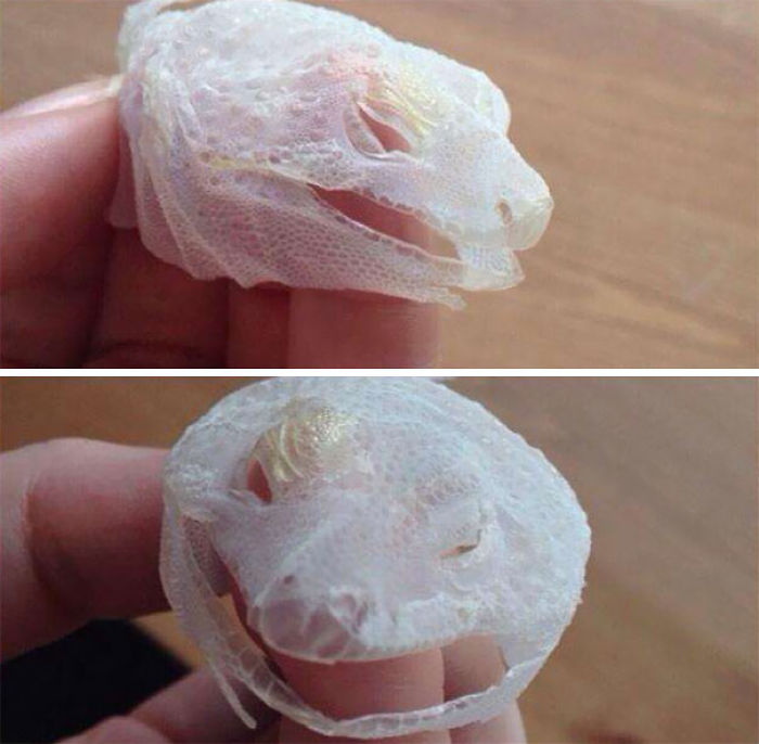 30 Times Nature Made Us Say “NOPE”