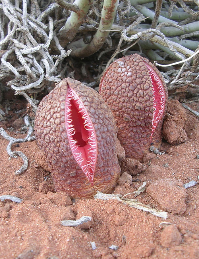 30 Times Nature Made Us Say “NOPE”