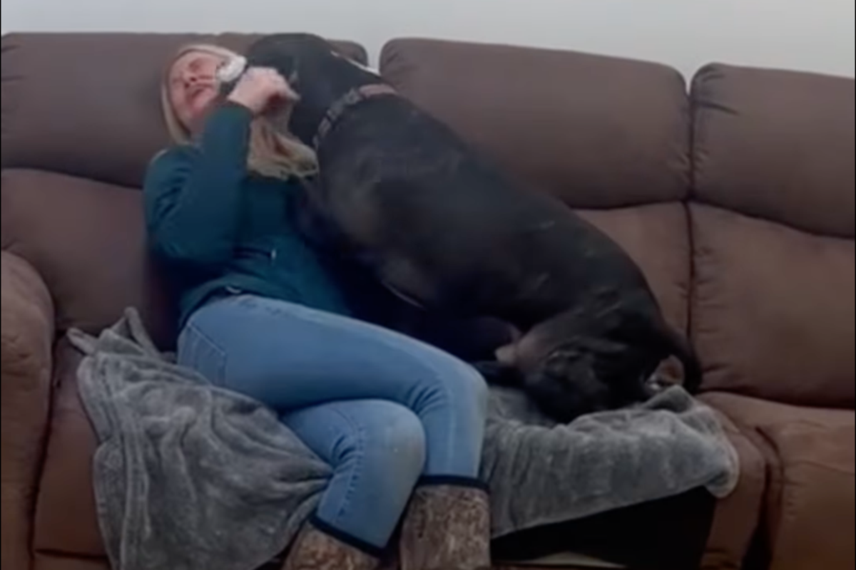 Social media helps family reunite with dog after 4 years