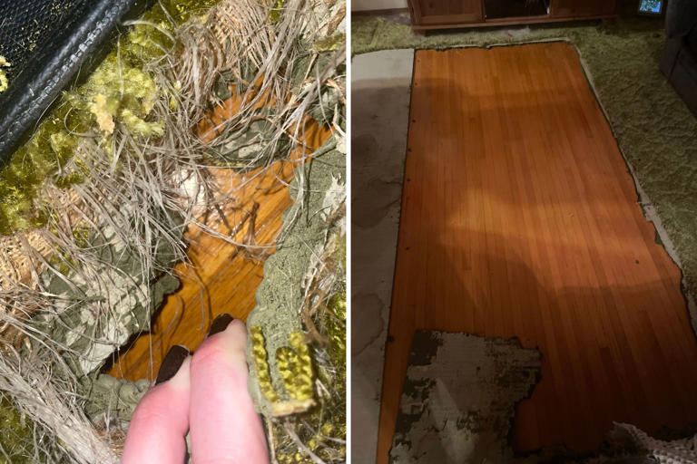 Dog ruins carpet—what's underneath ends up being the best Christmas present