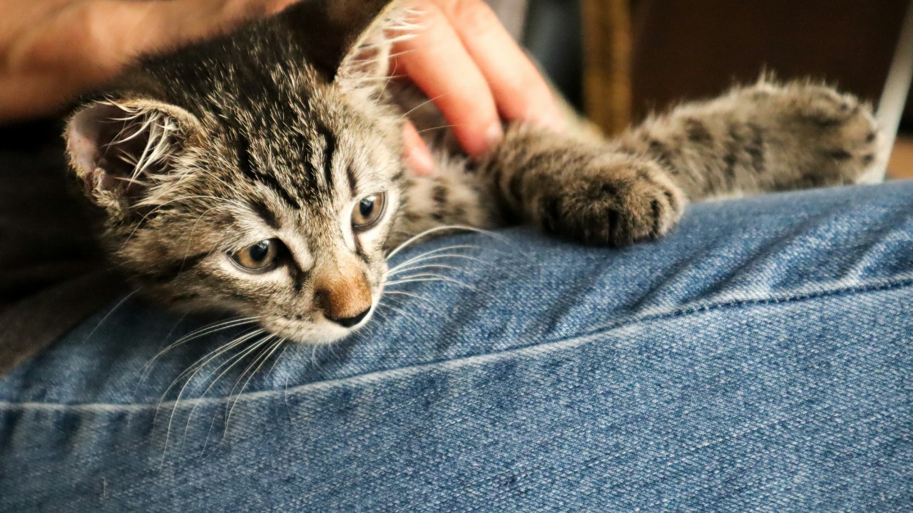 Image showcasing Study: Cats meow more at men to grab attention
