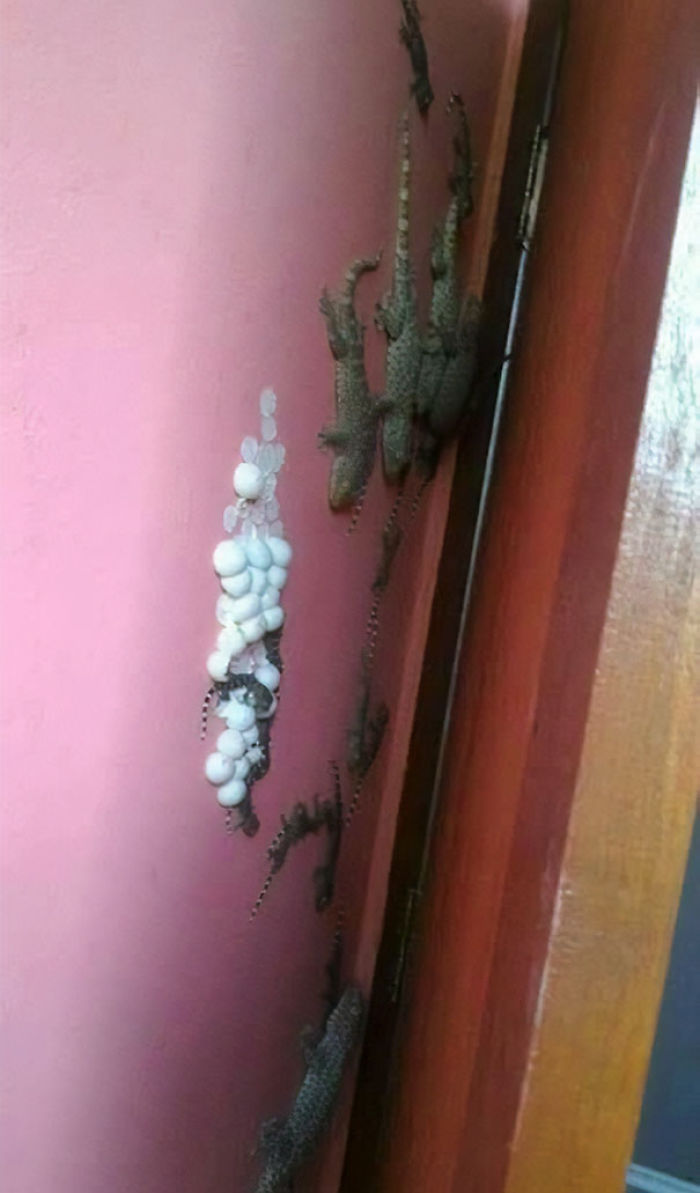 30 Times Nature Made Us Say “NOPE”