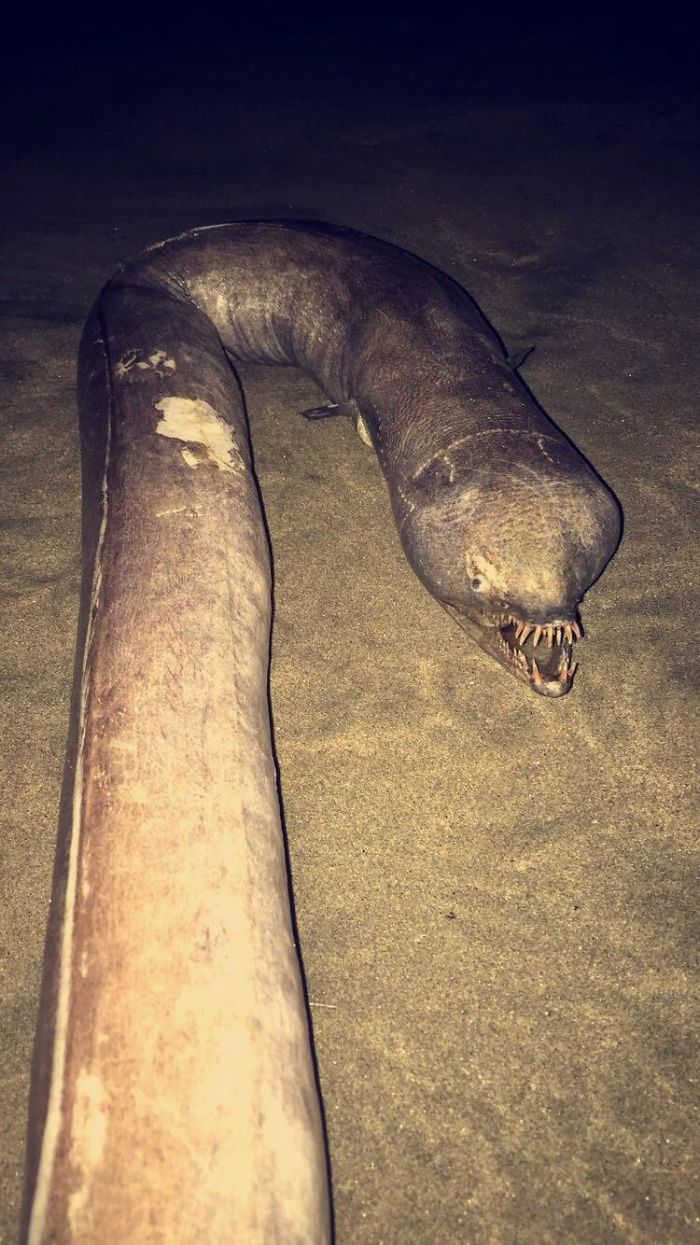 30 Times Nature Made Us Say “NOPE”