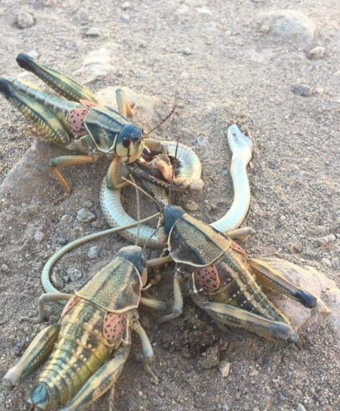 30 Times Nature Made Us Say “NOPE”