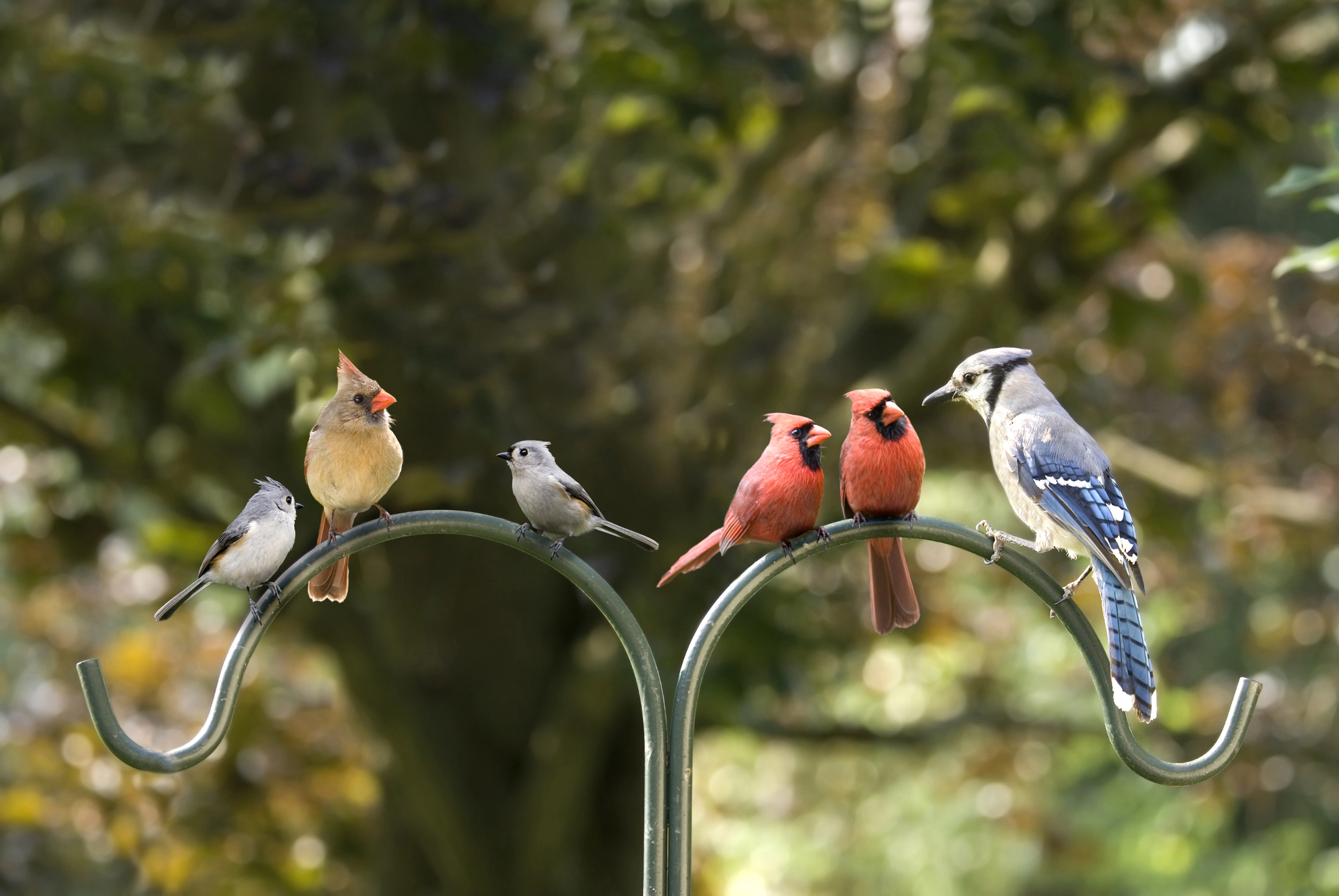 Stunning Be Colorful Bird Perches image