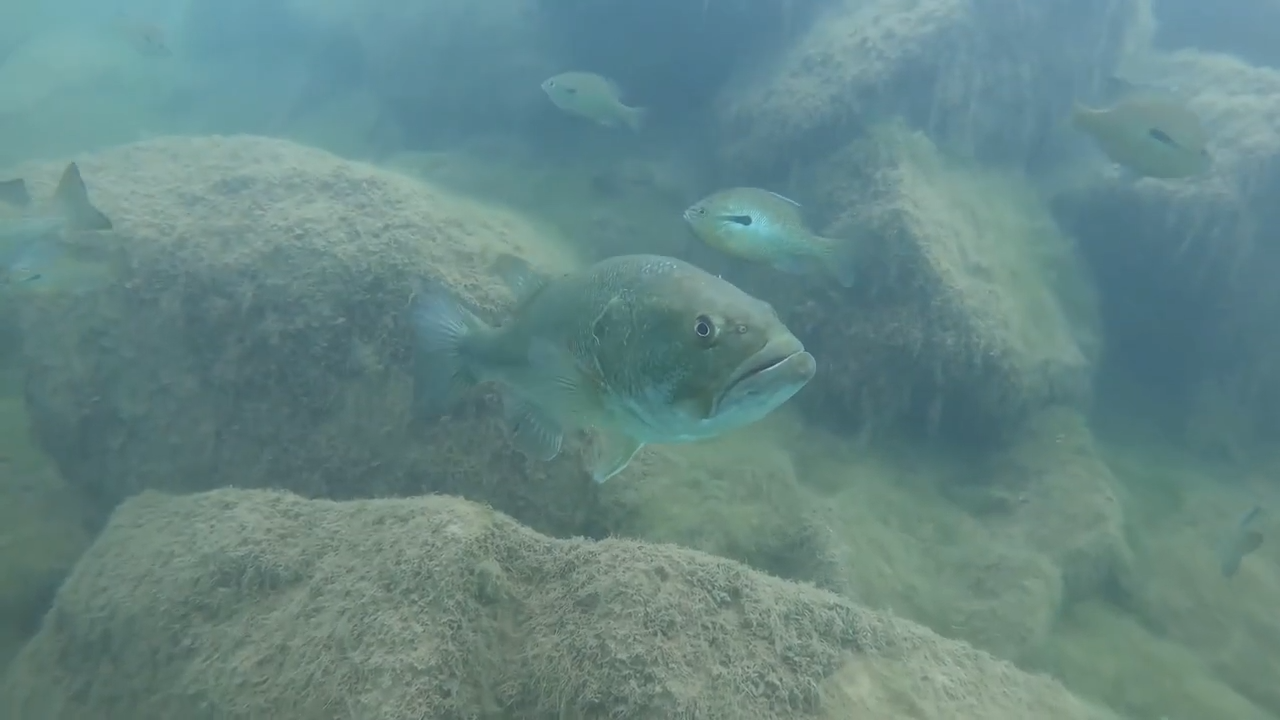 The invasive largemouth bass that changed fishing in Japan forever