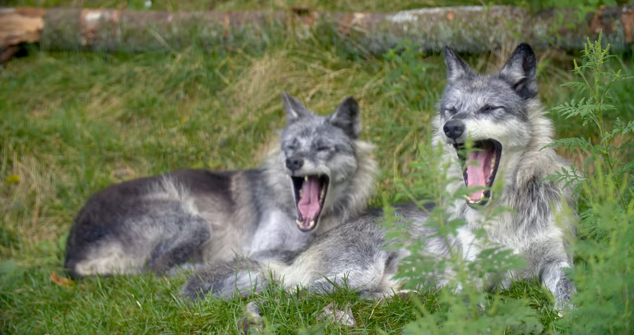 The predator that can stand up to a grizzly bear
