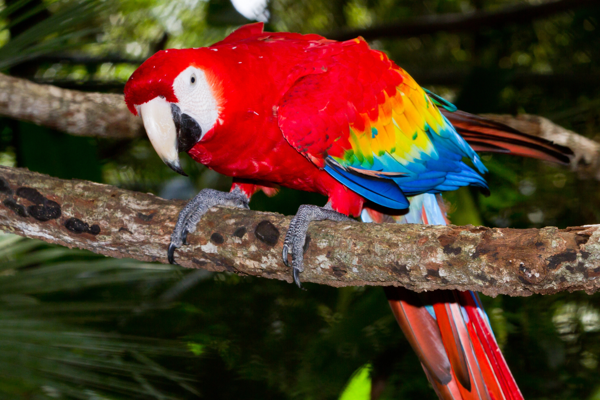 Most colorful bird species in the world