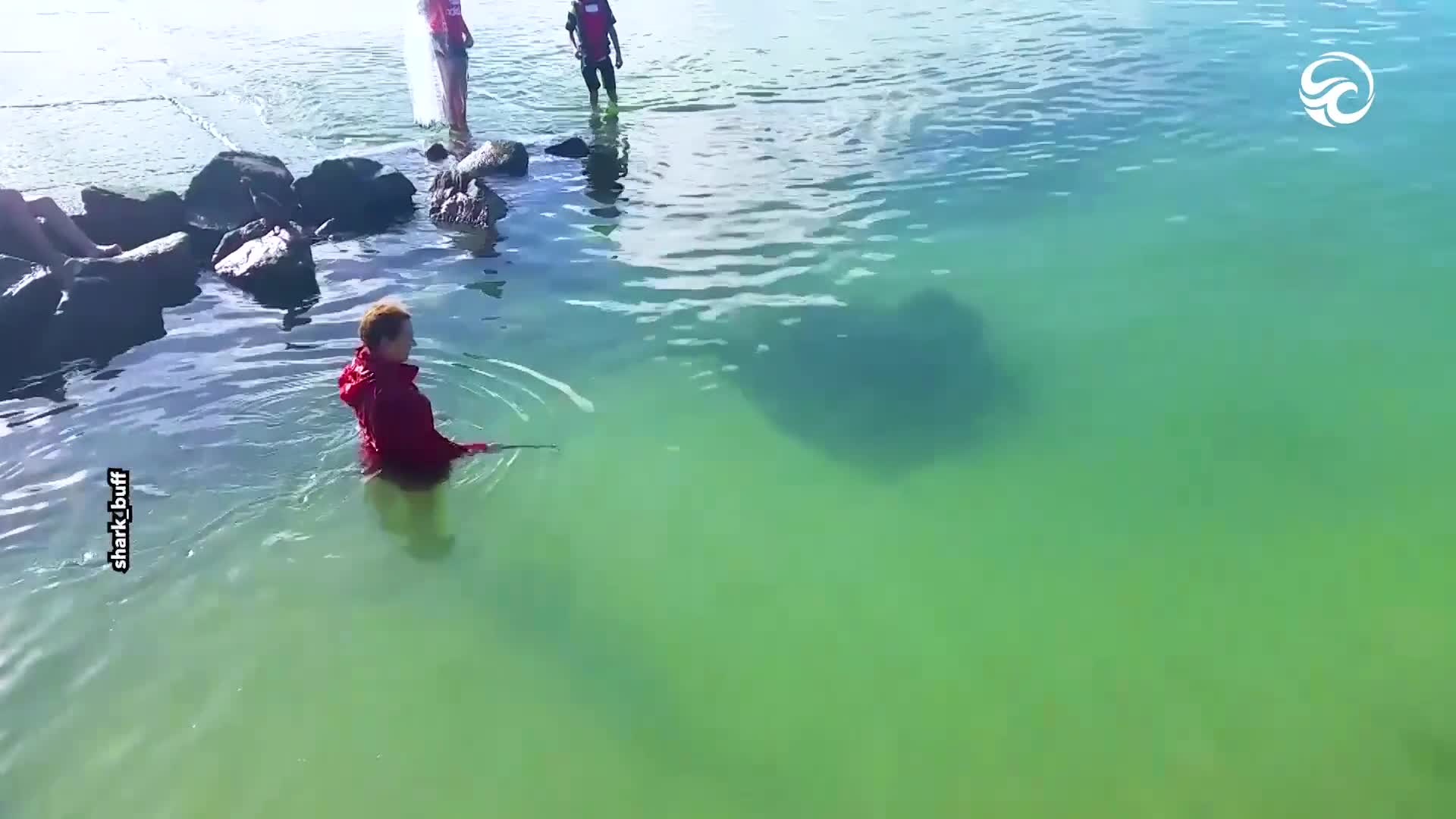 Getting up close with a giant stingray
