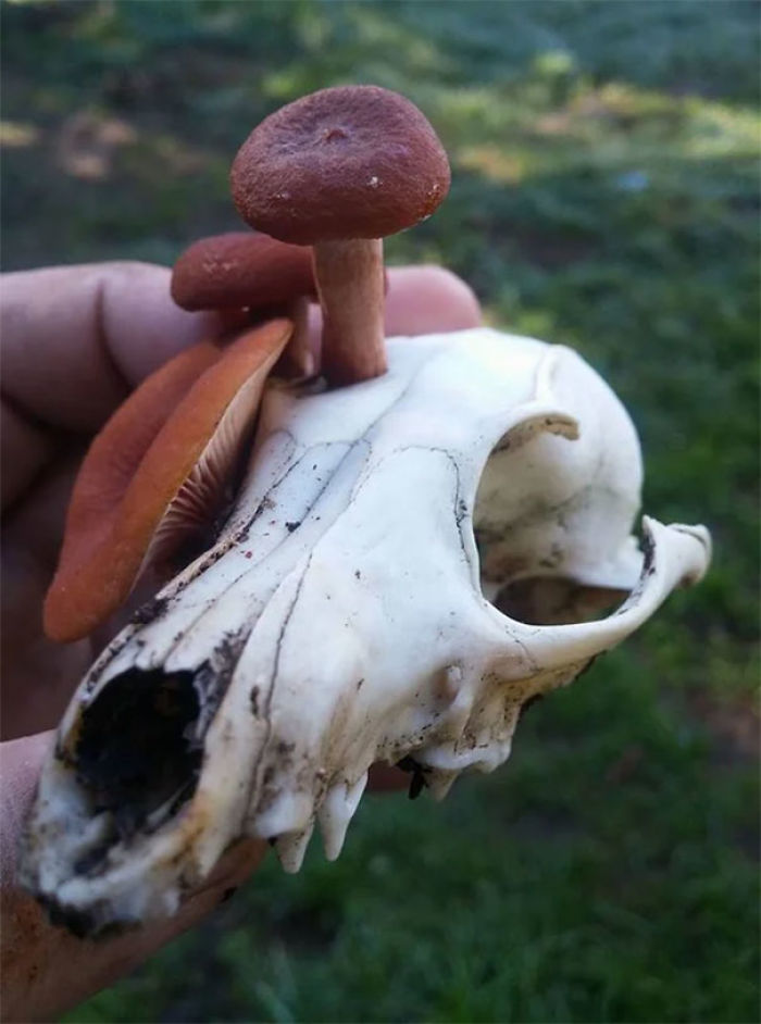 30 Times Nature Made Us Say “NOPE”
